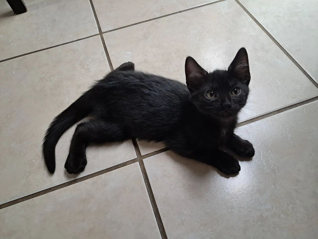 Doa-se filhotes gatos (ignorem o valor)