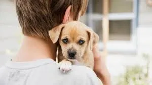 Vai viajar? Eu fico com seu pet. Hotelzinho pet é aqui!!