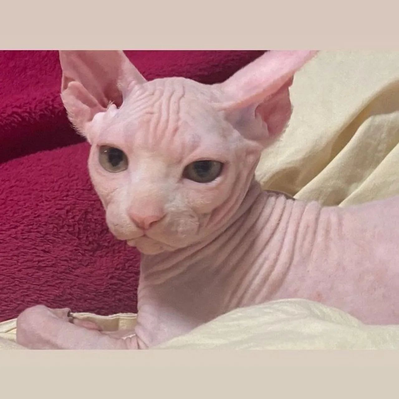 Sphynx machinho disponível  - Foto 2