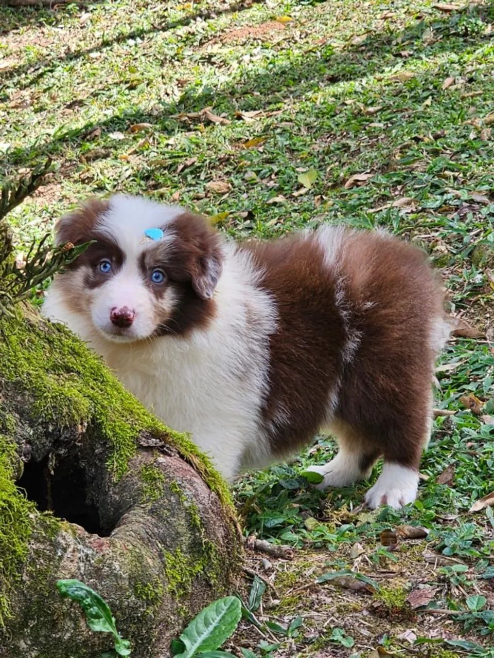 Border Collie | Entrega em Mensal em Goiânia 
