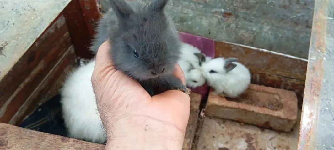 Filhotes de Coelho da Raça Angorá - Foto 3