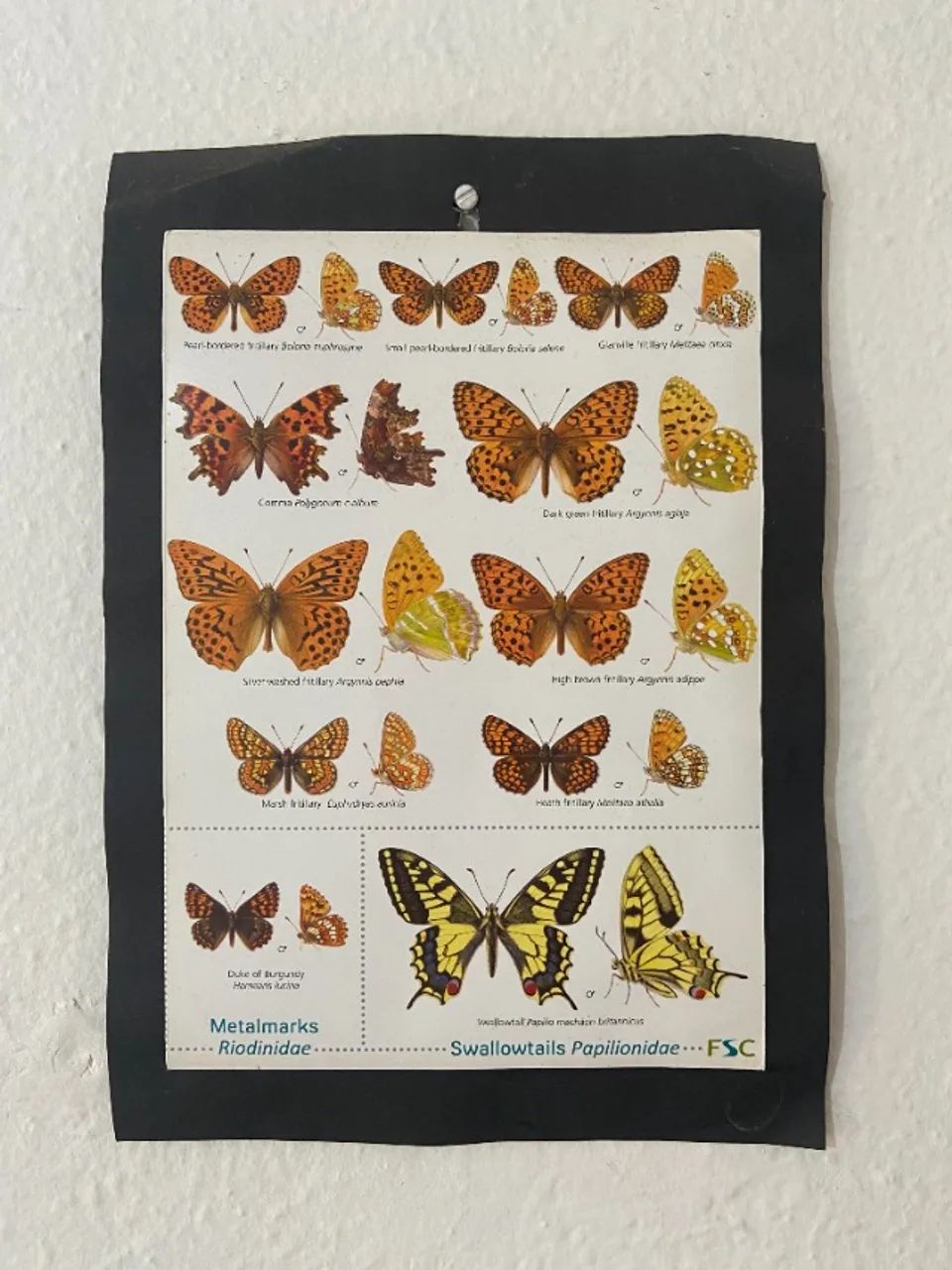 Poster de bosboleta tamanho A4