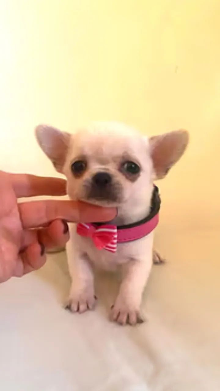 Chihuahua Mini com microchip e medalha de geolocalização - Proteção total!