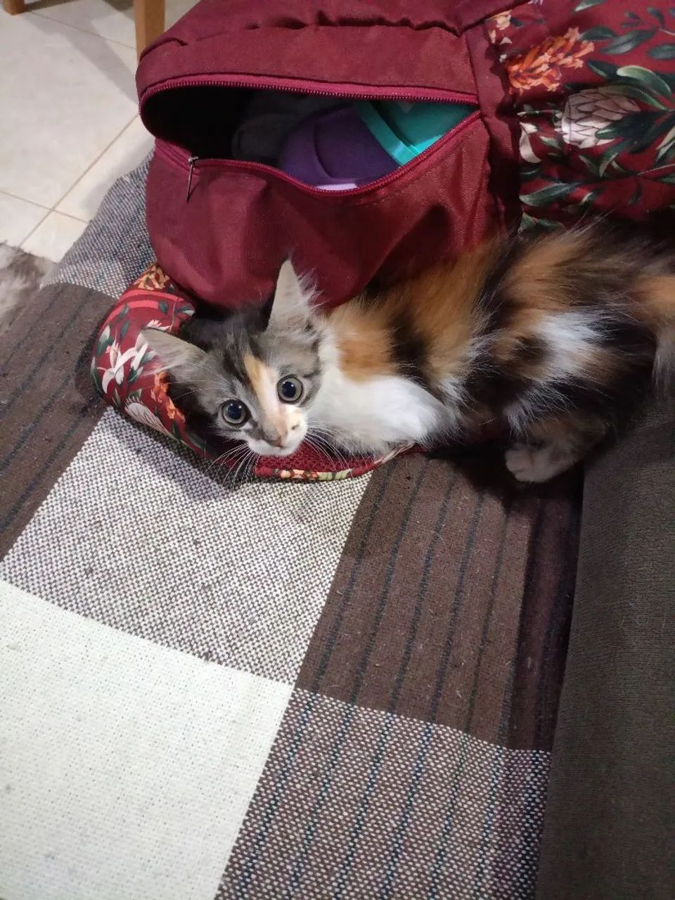 Doação de gato  - Foto 3