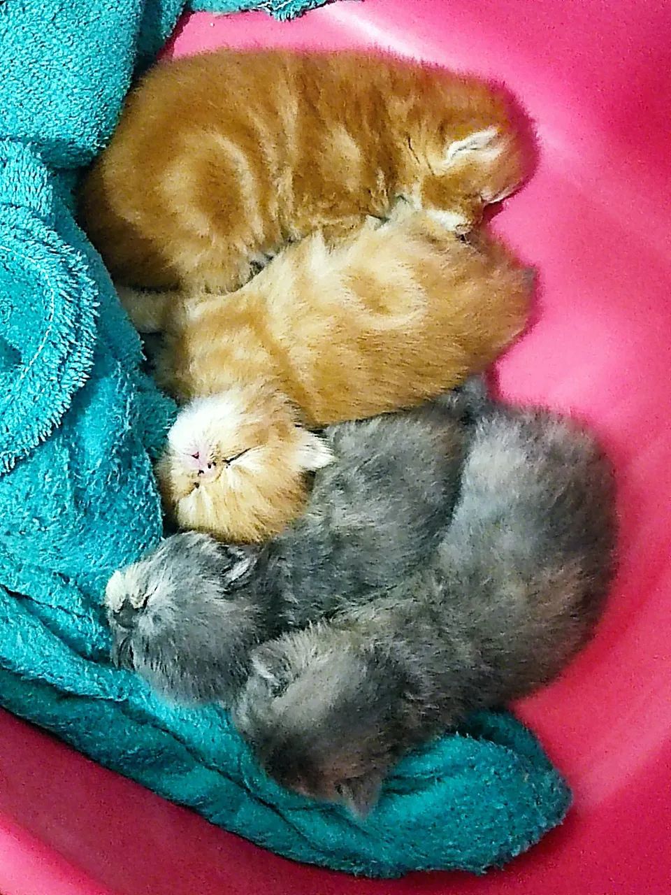 Gatinho Persa - Fofo e Carinhoso - Foto 2