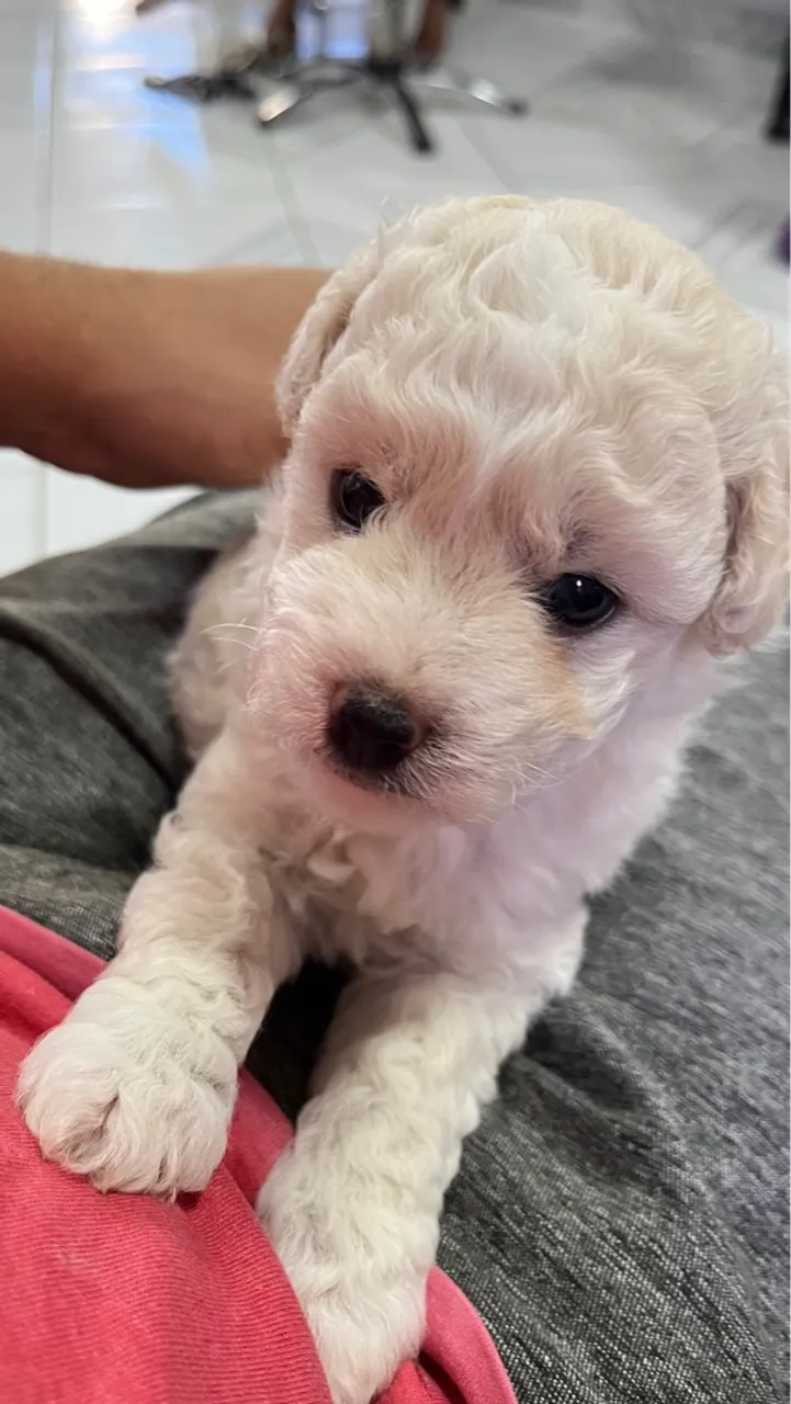 Poodle macho