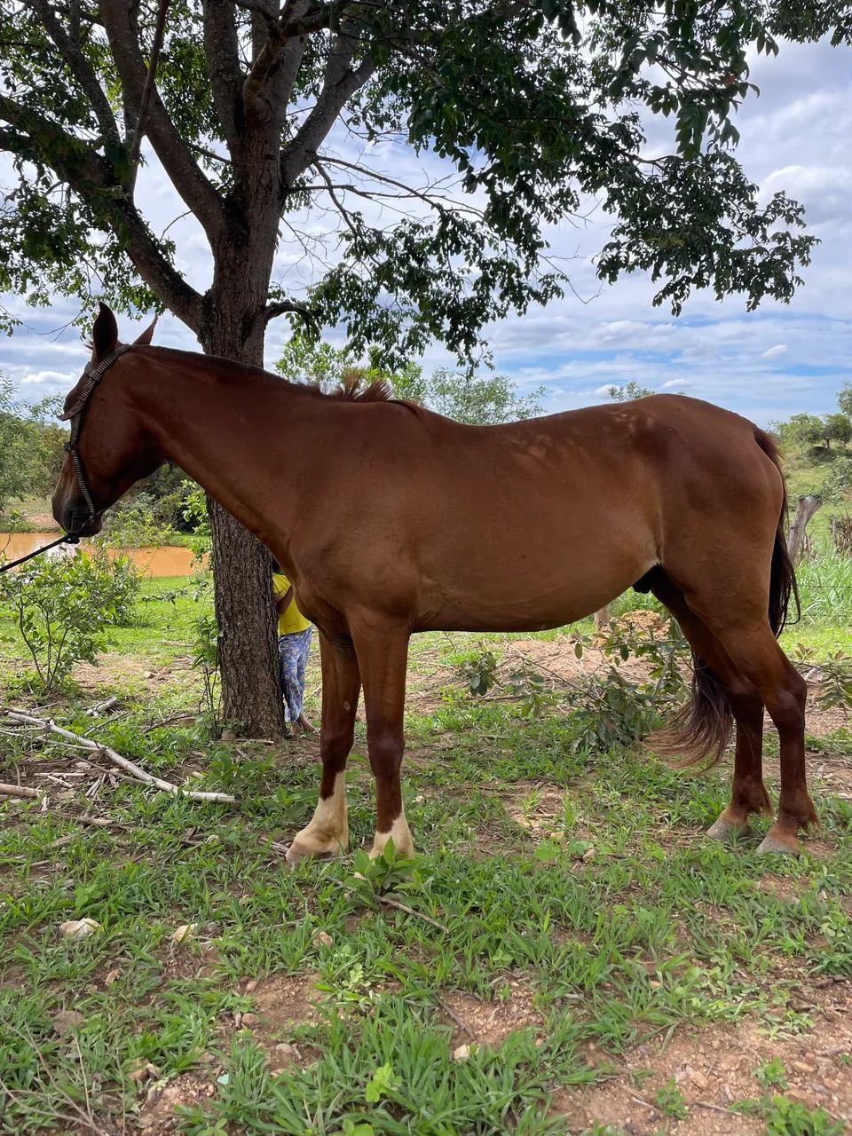 Vendo cavalo macha batida , muito esperto  - Foto 2