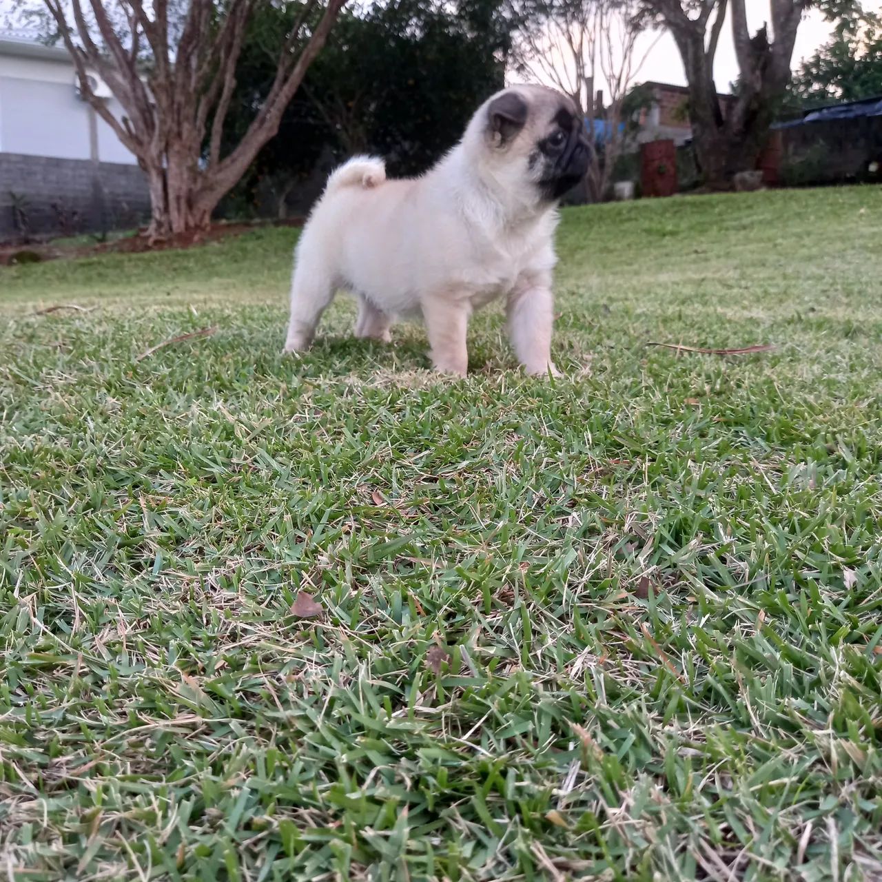 Pug Filhote Macho  - Foto 3