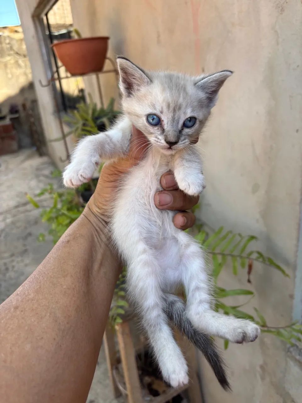 Filhote de gato laranja adorável - Foto 2