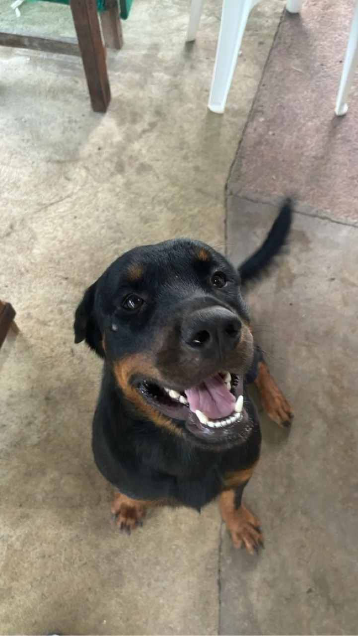 Rottweiler procura namorada
