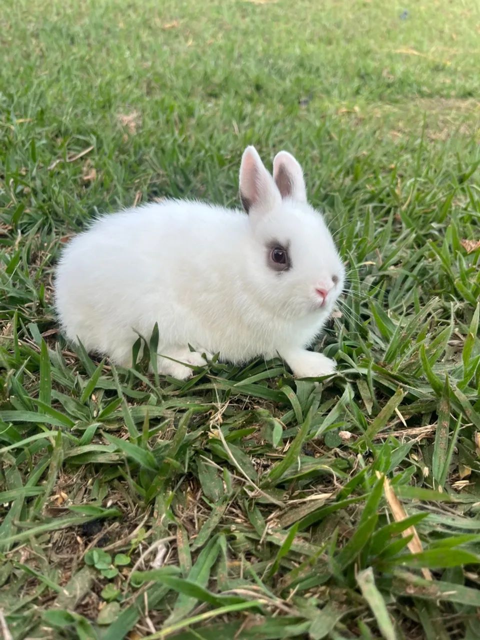 Mini coelho, Netherland 