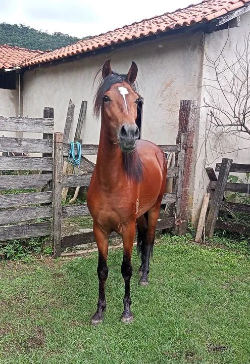 SERTANEJO DO ZEL, FATOR DA CAVARÚ-RETÃ X PLENITUDE BAVÁRIA 