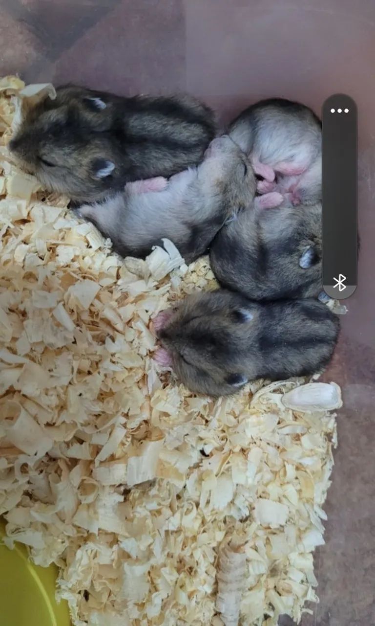 Hamster anão russo filhotes  - Foto 4