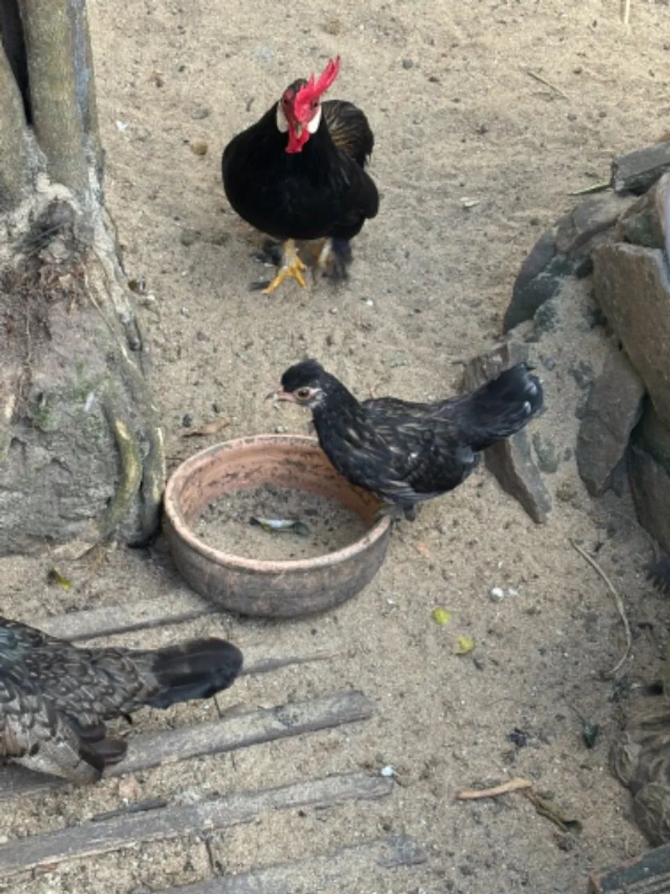 Garnizé / Mini galinha da india