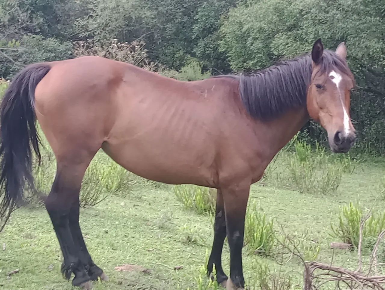 Egua e  um carneiro sulfok