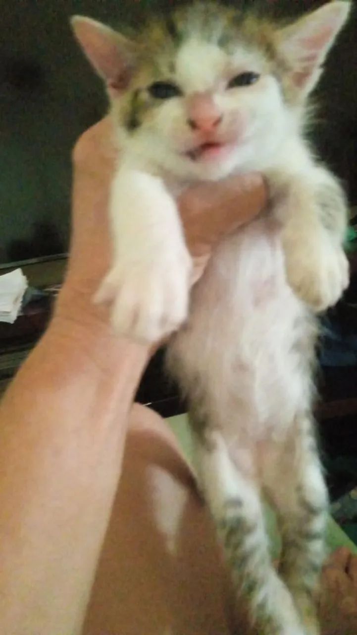 Adoção Responsável - Foto 4