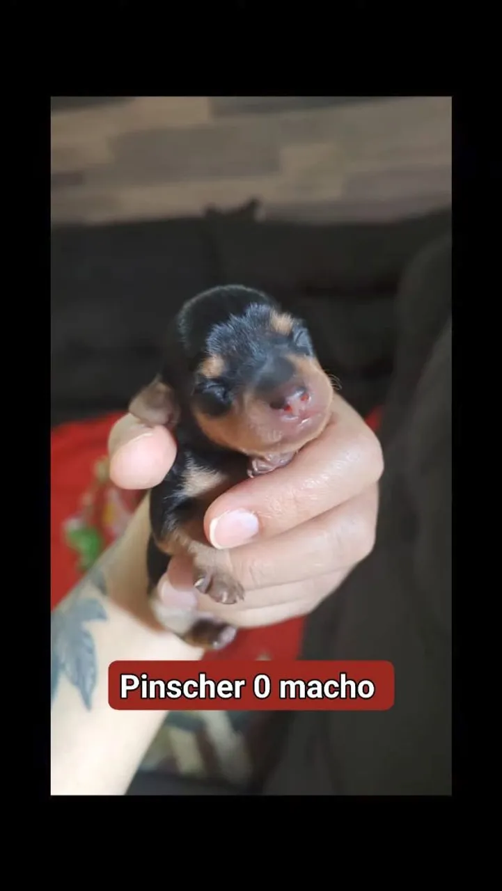 Filhote Pinscher Macho pra reserva