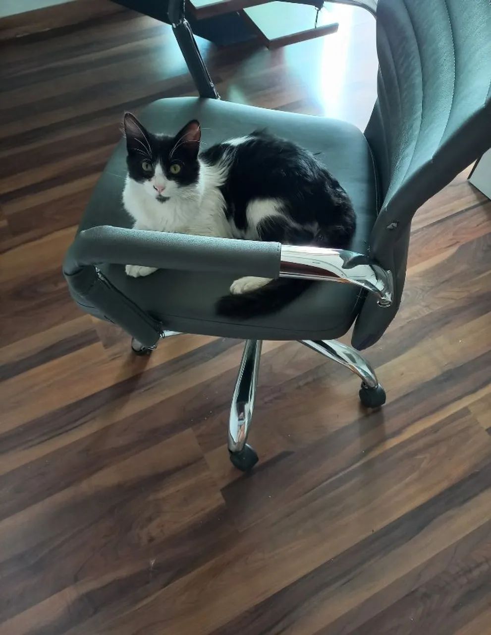 Gatinho adorável para adoção - Foto 2