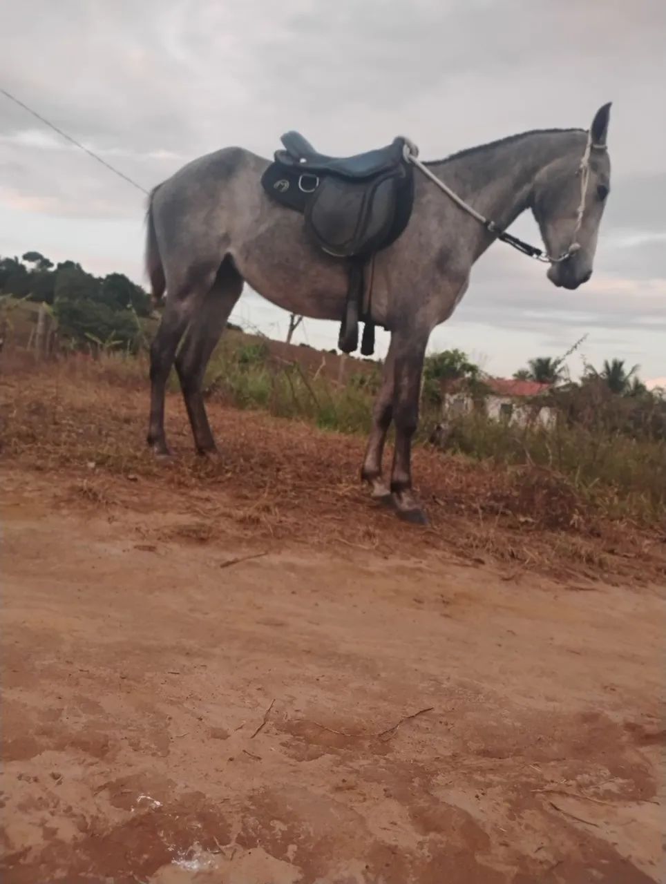 Égua de 3 pra 4 anos bom de picado  - Foto 2