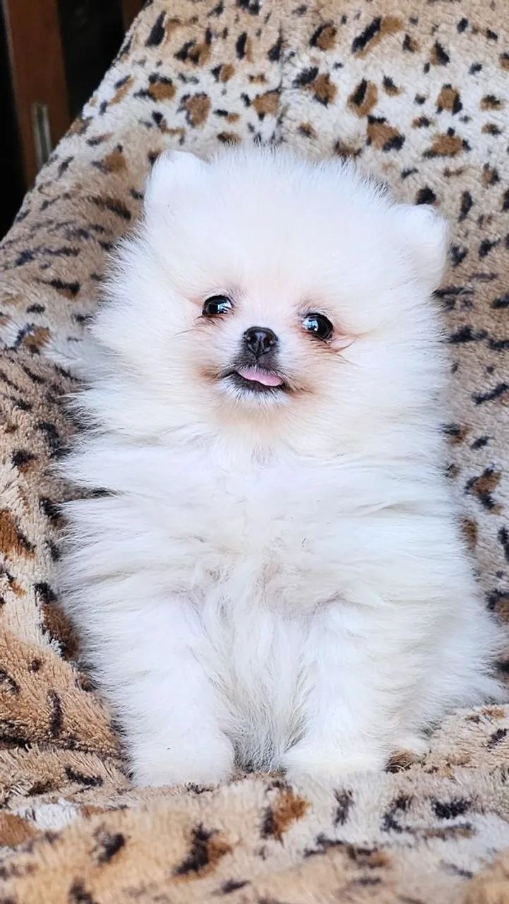 Spitz macho anão Alto padrão genético Cachorros