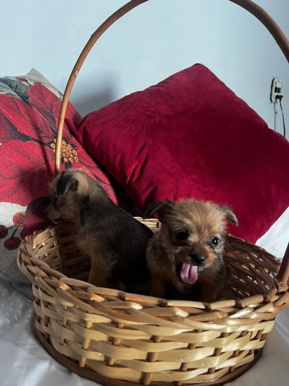 Pincher x shih tzo