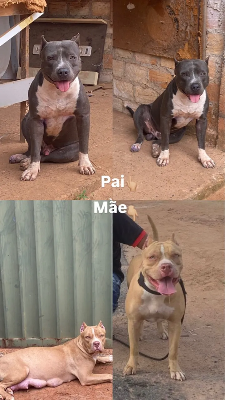 Filhotes de Pitbull