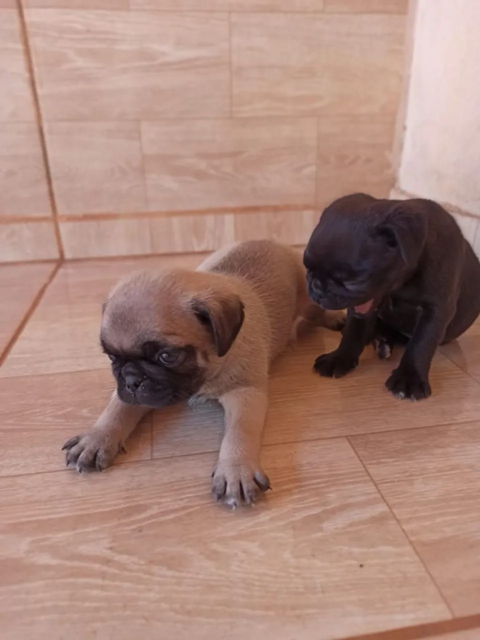 Filhotes de Pug