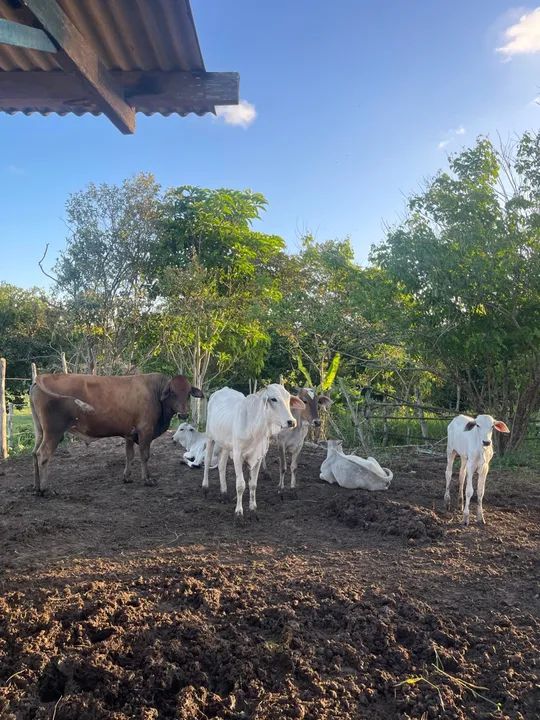 4 bezerros Nelore recém desmamados pra vender!  - Foto 2