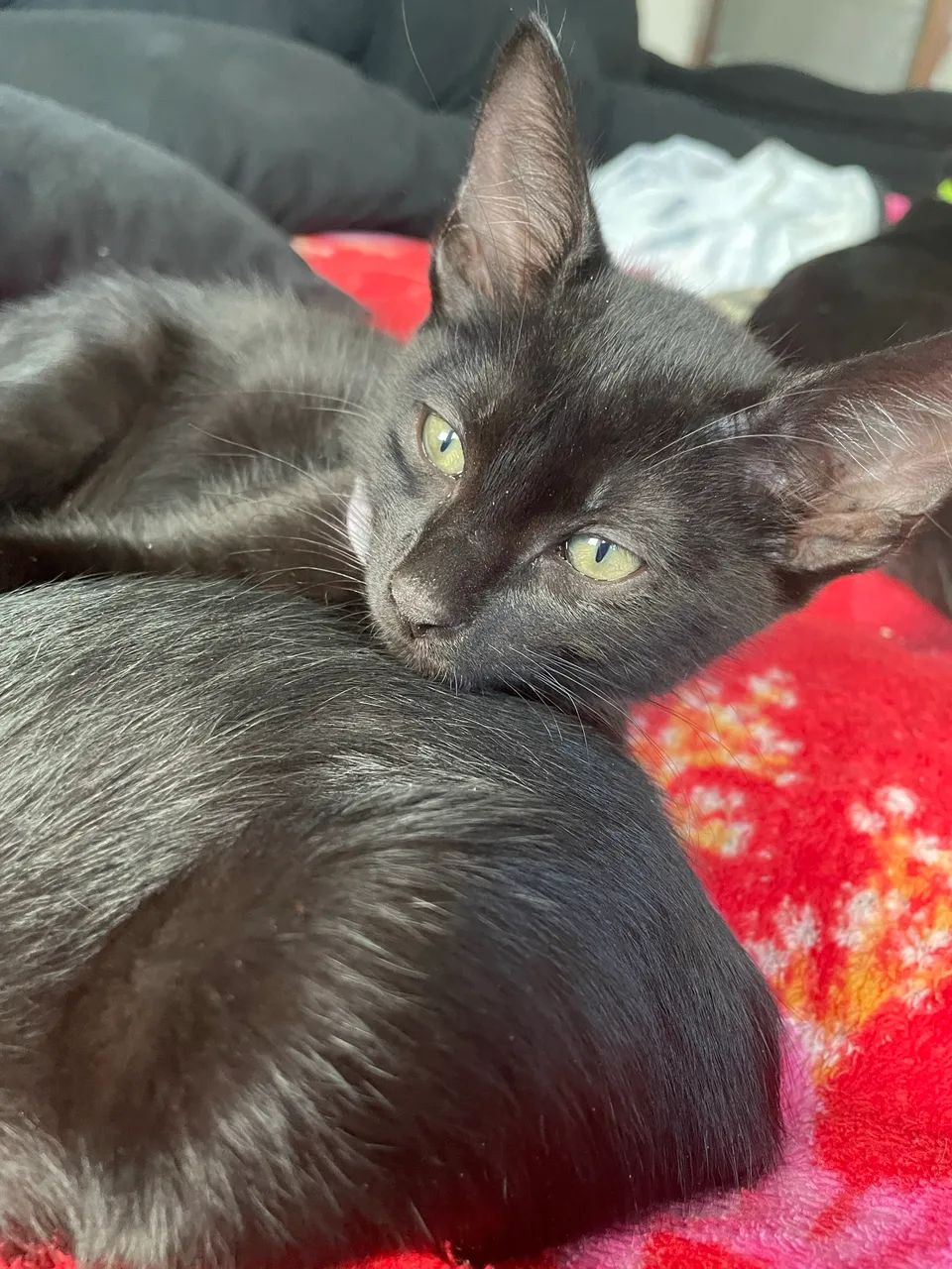 Doação de gatinhos  - Foto 2