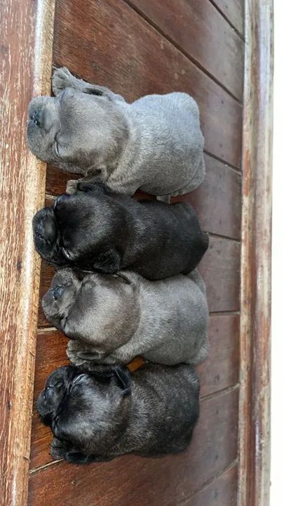 Bulldog Francês Pocket  - Foto 3