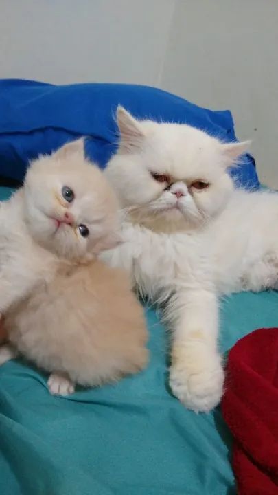 Machinho persa  - Foto 2