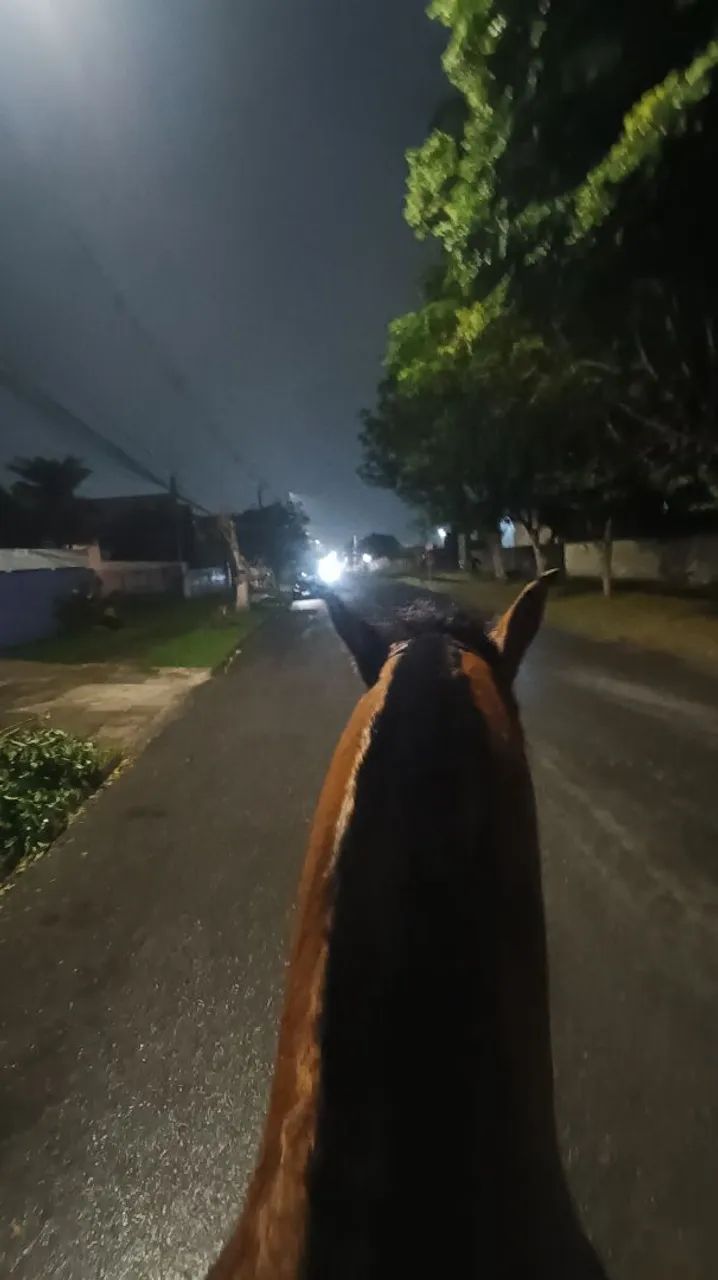 Cavalo crioulo - Foto 5