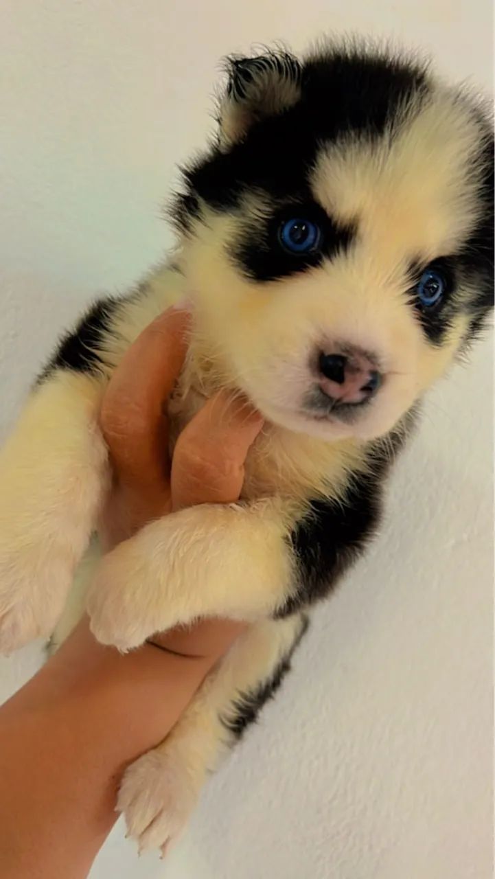 Filhote Husky Siberiano lindo - Foto 5