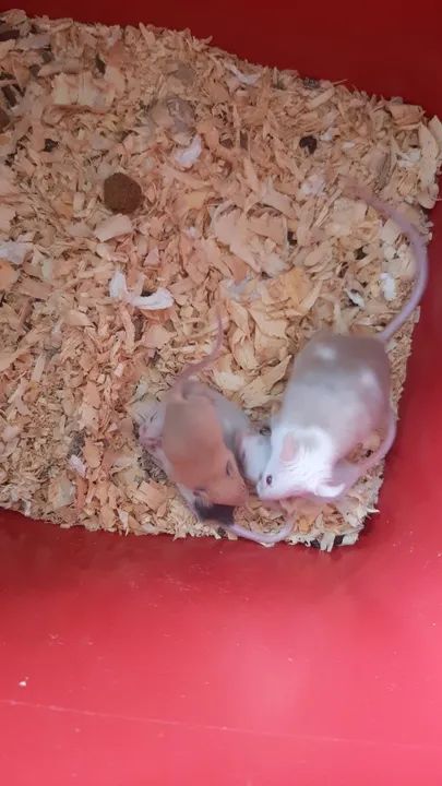 Camundongos domésticos