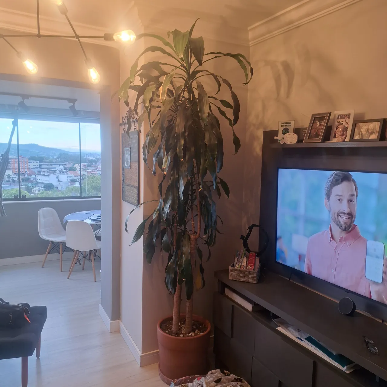 Planta Pau d'água madura saudável