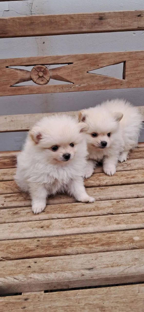 SPITZ ALEMÃO ANÃO  - Foto 2