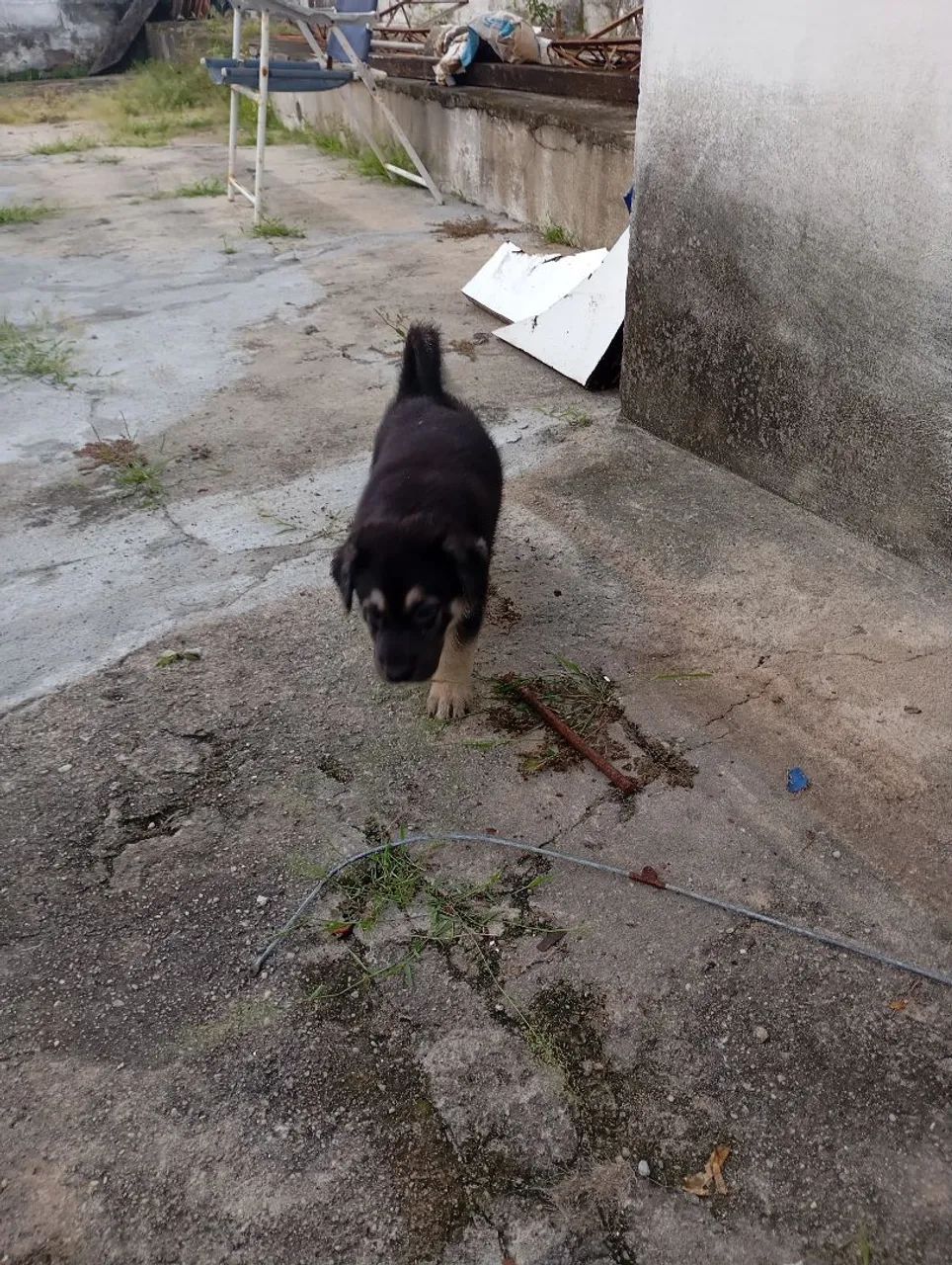 Filhote de Pastor Alemão - Foto 2