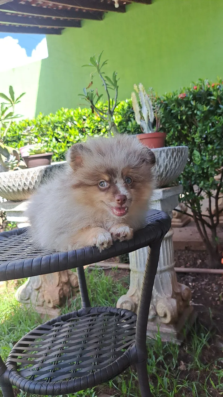 Venda de filhote spitz alemão