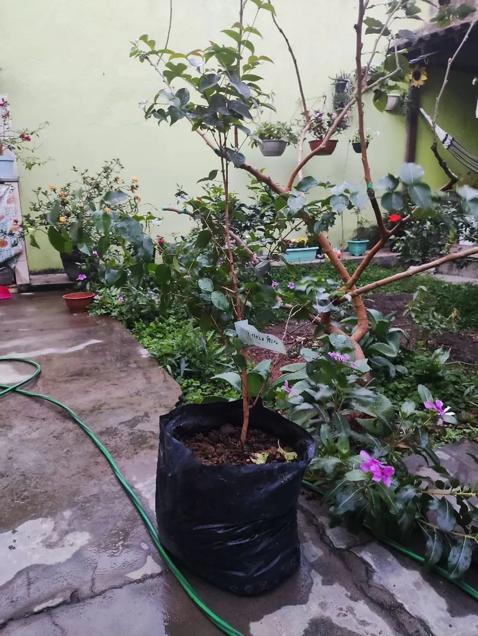Planta frutífera - pé de pitanga preta rara - Foto 2