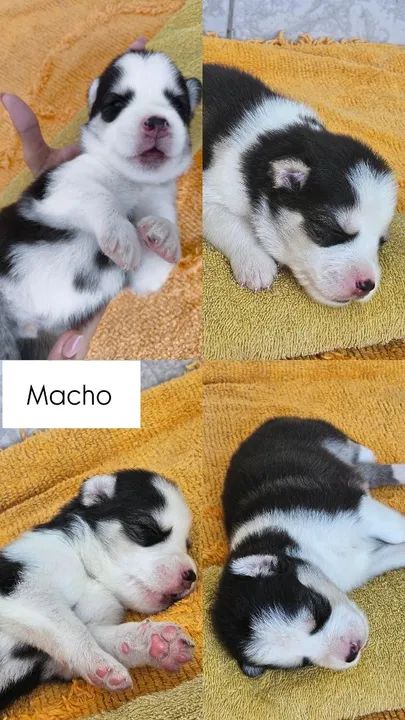 Filhotes de Husky Siberiano -Pelagem Wooly - Foto 5