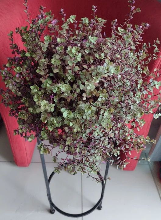 Planta: Dinheiro em Penca  - Foto 3