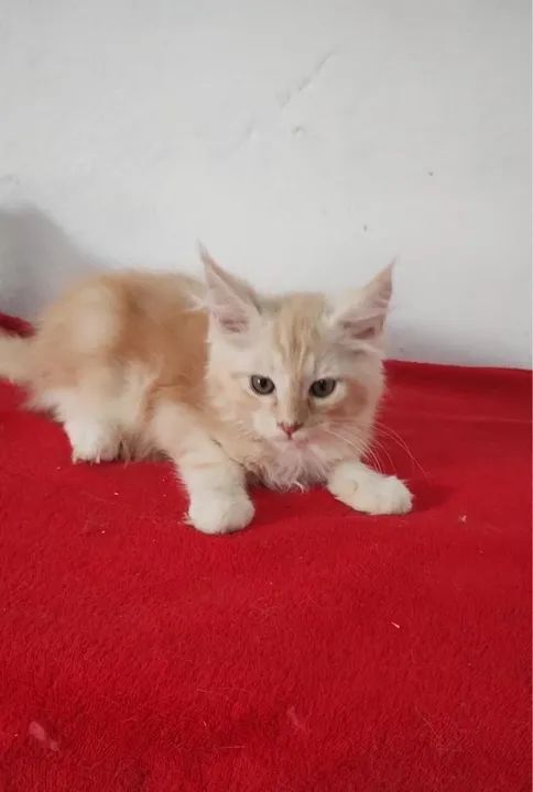 Maine conn parcele em até 10x - Foto 5