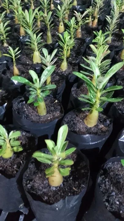 Rosas do deserto  - Foto 6