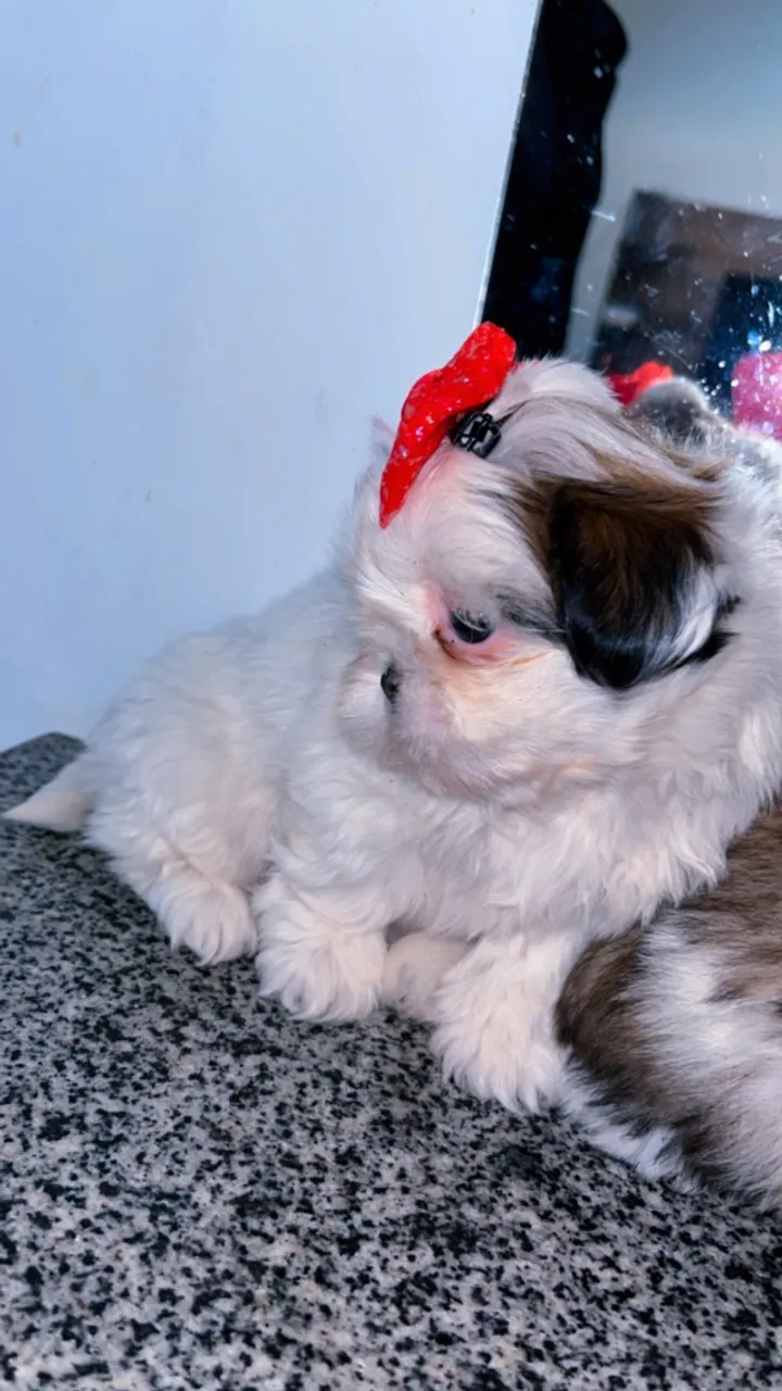 Filhotes de shih tzu 