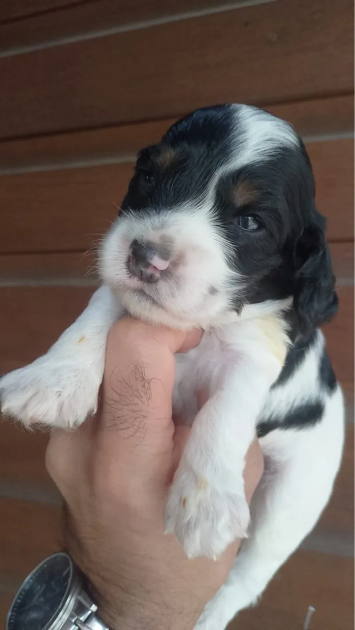 Filhote de Cocker Spaniel Inglês
