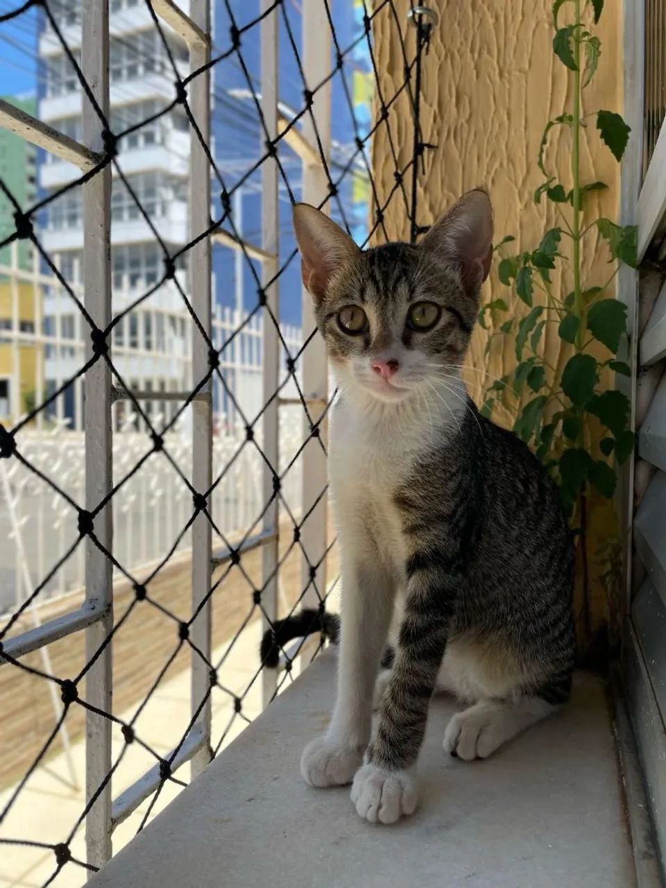 Gato adoção responsável 