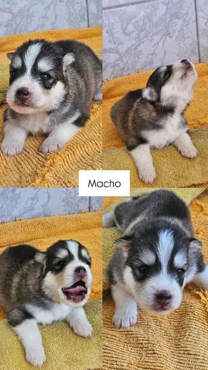 Filhotes de Husky Siberiano -Pelagem Wooly - Foto 2