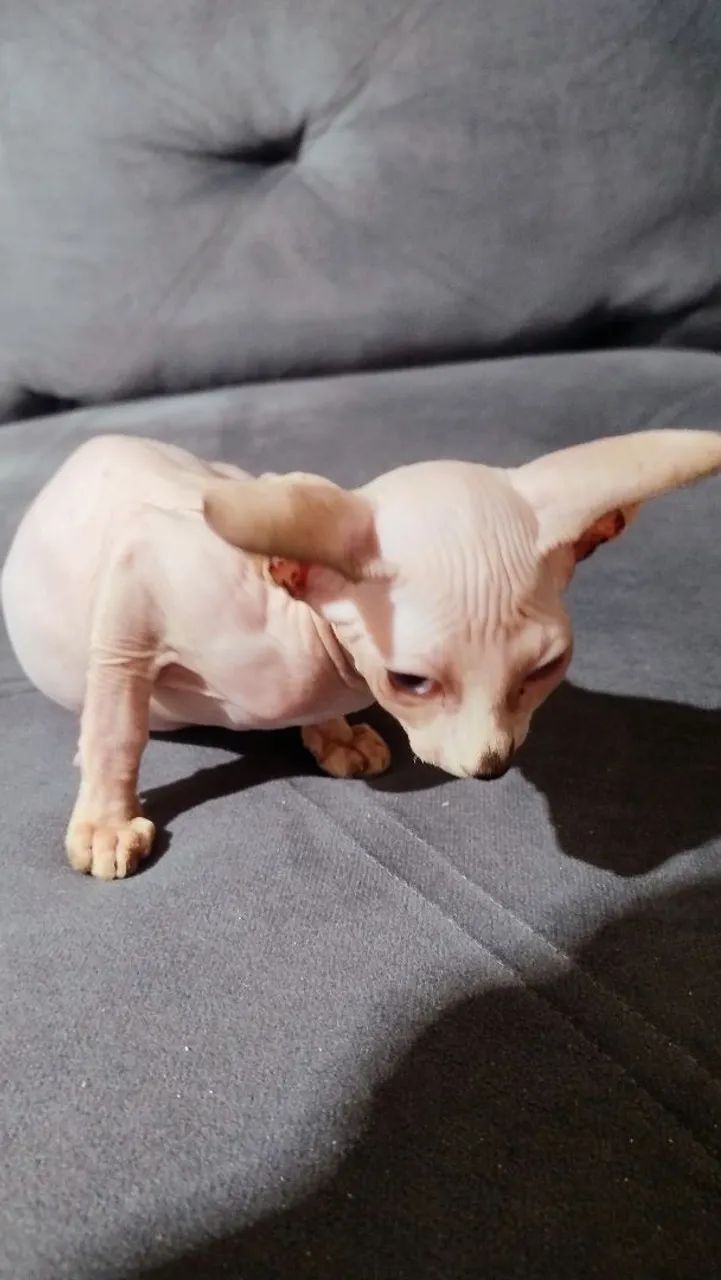 Fêmea sphynx inteira  - Foto 3