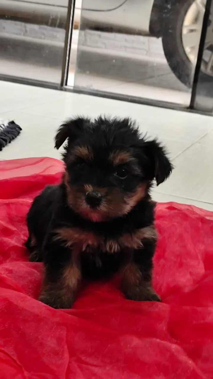 Filhote de Yorkshire Terrier - Uma fofura!