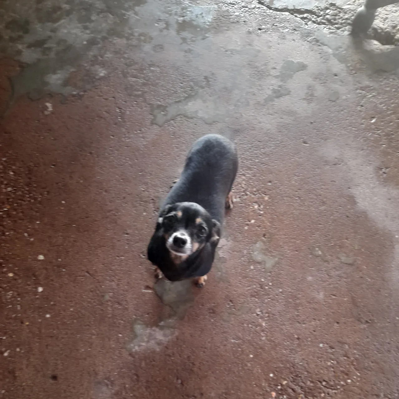 Pinscher Filhote - Pelagem Preta e Marrom